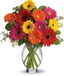 Irving Florist Gerbera Brights T156-1B