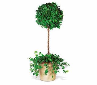 Ivy Topiary