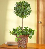 Ivy Topiary 