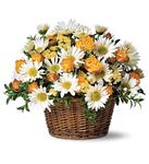 Joyful Roses and Daisies Joyful Roses and Daisies