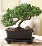 Juniper Bonsai mini