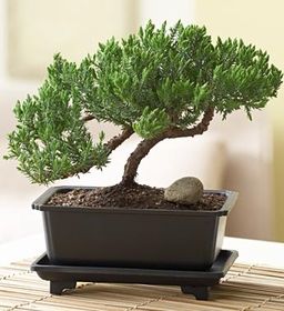 Juniper Bonsai mini