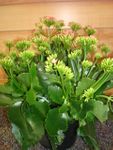 Kalanchoe 6 inches  Kalanchoe 6 inches