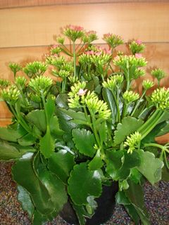 Kalanchoe 6 inches 