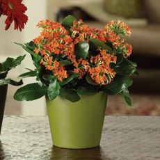 Kalanchoe in Green pot small
