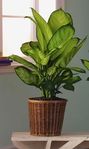 Lage plants Dieffenbachia