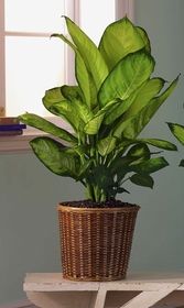 Lage plants Dieffenbachia