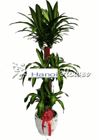  Large and tall Corn  Plants