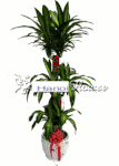 Large and tall Corn  Plants  Large and tall Corn  Plants