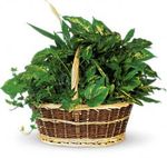 Large Basket Large Basket