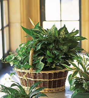 Large Basket Garden