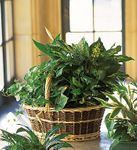 Large Basket Garden