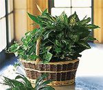 Large Basket Garden Large Basket Garden