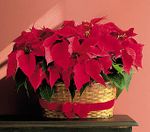 Large Double Poinsettia basket Large Double Poinsettia basket