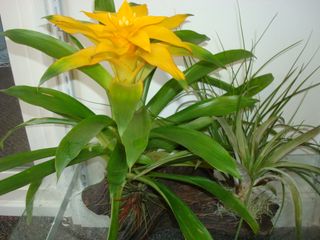 Large Driftwood Bromeliad 