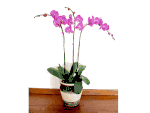 Phalaenopsis orchid plant Phalaenopsis orchid plant