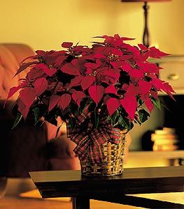Large red poinsettia  