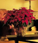Large red poinsettia Large red poinsettia