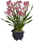 Large Simply Cymbidium Large Simply Cymbidium