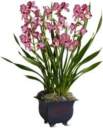 Large Simply Cymbidium