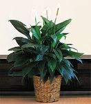 Large Spathiphyllum Plant 10"