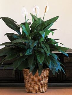 Large Spathiphyllum Plant