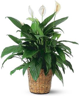 Large Spathiphyllum Plants