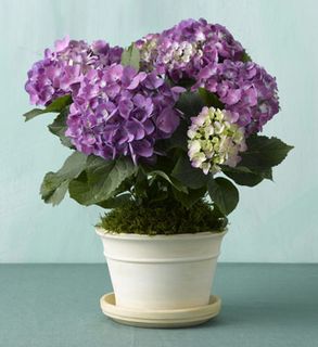 Lavender Hydrangea 