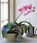 Lavender Phalaenopsis Orchid