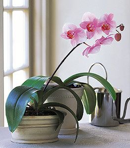 Lavender Phalaenopsis Orchid