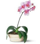 Lavender Phalaenopsis Orchid 