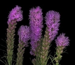 Liatris 