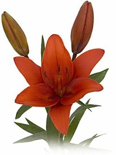 Lily, Asiatic 