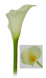 Lily, Calla 