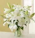 Lily Flower Lily Flower