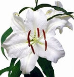 Lily, Oriental 