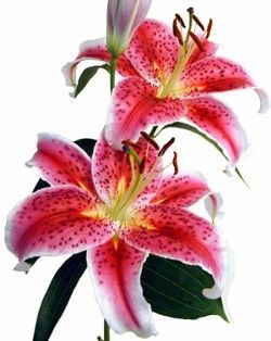 Lily, Stargazer 