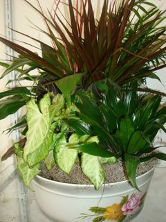 Liner Dish Garden 12 inches