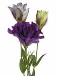 Lisianthus 
