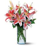 Lovely Lilies Lovely Lilies