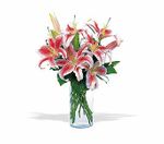 Lovely Lilies Lovely Lilies