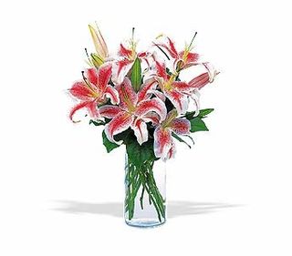  Lovely Lillies