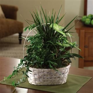 Luscious Green Garden Basket 