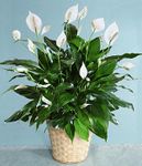 Peace Lily Plant Medium lg  Peace Lily Plant Medium lg