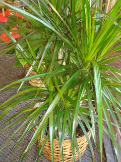 Marginata 8 inches basket 