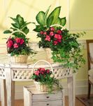 Medium European Garden Medium European Garden