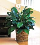 Medium Spathiphyllum Plant 8"