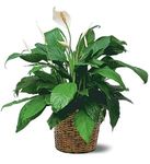 Medium Spathiphyllum Plant  Medium Spathiphyllum Plant