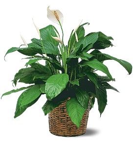 Medium Spathiphyllum Plant 