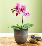 Mini Phalaenopsis Orchid Mini Phalaenopsis Orchid